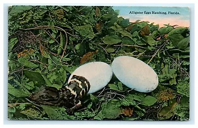 POSTCARD Alligator Eggs Hatching Florida 1915 Drew Co • $7.95