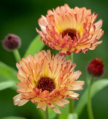 Calendula Pink Surprise Seeds • £1.29