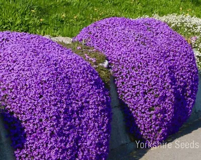 £3.99 • Buy Herb Thyme - Purple Creeping - 900 Seeds - Premium Finest Seeds