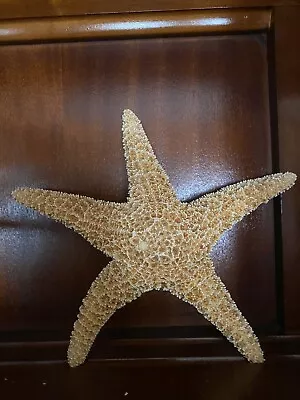Sugar Starfish Sea Shell Beach Wedding Nautical 6  - 7  • $14.99
