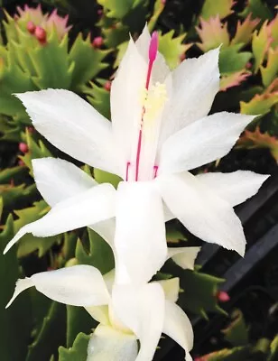 1x Youp Zygo Cactus Schlumbergera Cutting • $6.80