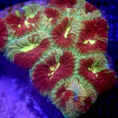 Red And Yellow Favia Coral Frag WYSIWYG IC 3177 - Indigo Corals • $20