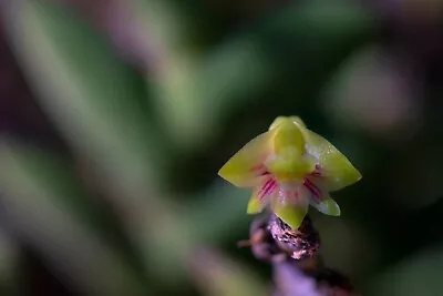 Dendrobium Leonis Small Orchid Mounted • $31.45