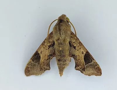 Temnora Plagiata Sphingidae Moth From South Africa • $8