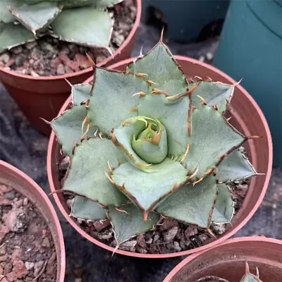 6CM Succulent Agave Live Plant Agave Titanota Filigree Agavaceae Home Garden • $43.99