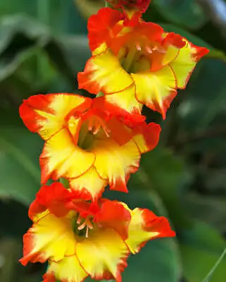 Princess Margaret Rose Gladiolus - 5 Bulbs • $11.31