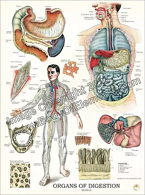 Internal Organs Digestion Anatomy Human Poster 18  X 24  Anatomical Vintage • $18