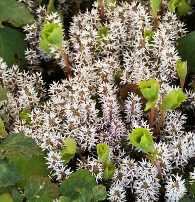 5 Allegheny Spurge Herb Roots Mountain Spurge Buxaceae Pachysandra Procumbens • $37.95