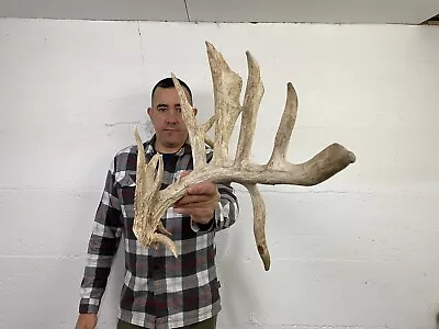 119” Single Whitetail Deer Antler Shed Cut Taxidermy Mount Cabin Craft Decor • $10.50