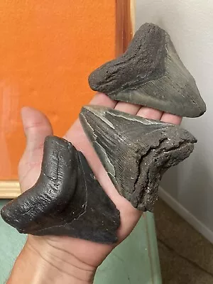 Fossil Megalodon Shark Teeth 3.75”-3.9” Lowcountry SC • $20.50