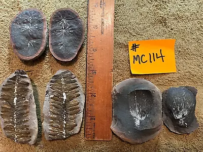 Mazon Creek Fossils !!   Lot Of 3 Pairs Of Plants !!   See Photos !! #MC114 • $36