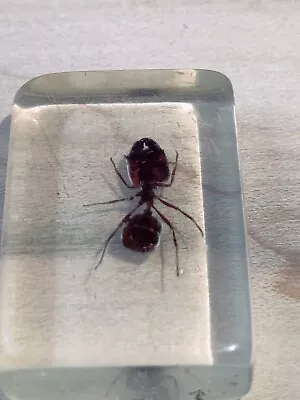 Vintage Insect Cabochon Big- Head Ant Specimen In Square Lucite 1.25  L X 1  W • $11.99