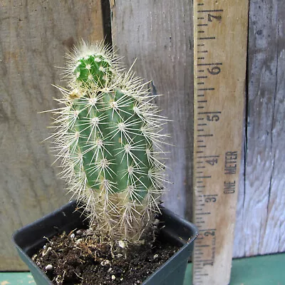 Pachycereus Pringlei - Cute! • $15