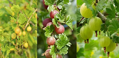 £15.99 • Buy 3 Mixed Gooseberry Plants - Red, Green And Yellow Bushes Ready To Fruit!