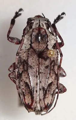 Cerambycidae Steirastoma Stellio Brazil #3B Longhorn Beetle Insect Mounted • $20