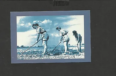 Nostalgia Postcard Land Army Girls Hoeing • £2.10