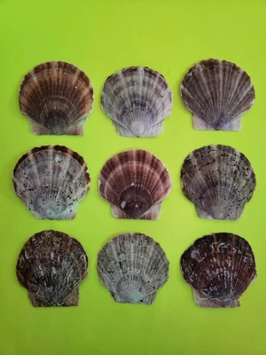 $10.99 • Buy Scallop Shells 9 Large Sea Shells Seafood Cooking Baking Beach Diy Crafts Decor