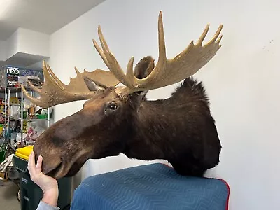 Moose Head Mount Taxidermy • $3000