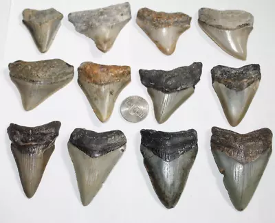 MEGALODON Shark Tooth Fossil No Repair Natural LOT OF 12 BEAUTIFUL TEETH • $115.50