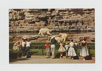 $6.99 • Buy C1950's Detroit MI - Zoo Polar Bears  Grils In Dresses Chrome Postcard 488