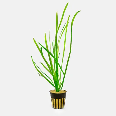 Vallisneria Spiralis | Lot Of 6 Pots | Tape Grass | Eel Grass | Aquarium Plant • £29.70