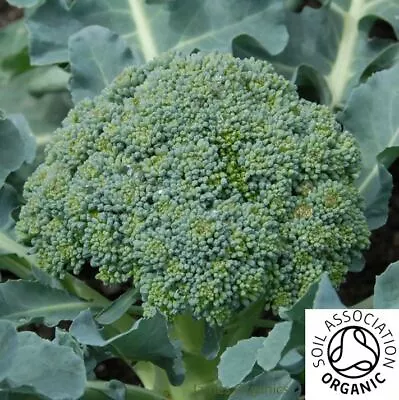£2.59 • Buy Premium Organic 50 X BROCCOLI Green Sprouting Calabrese Seeds - Quality UK Seed