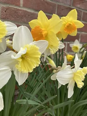10 Kg Sack  Mixed Daffodil Bulbs 'In The Green' (Free UK Postage) • £25