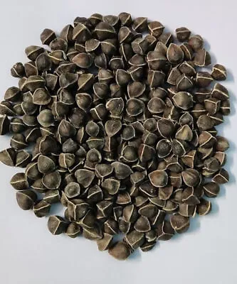 Moringa Seedsemillas De MoringaDrumstick Tree Moringa Oleifera West Indian • $99.99