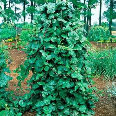 10 Malabar Spinach Mong Toi Poi Sang Ceylon Seeds Easy Grow 多粒大圆叶木耳菜 • $1.99