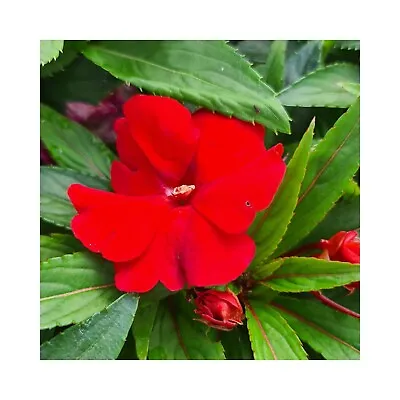 New Guinea Impatiens Compact Red 6 Starter Plants Perfect For Containers • £14.99