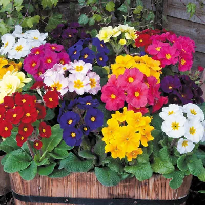 50 Giant Polyanthus Seeds Flowering Mix Colossea Perennial Border Pot Plant UK • £3.49