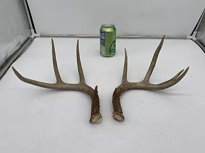 9 Point Big Wild Whitetail Deer Antler Shed Mount Antlers Decor Buck Horns Rack • $29.99