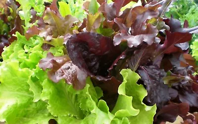 Gourmet Salad Blend Lettuce Seeds 600+ Vegetable Garden NON-GMO US FREE SHIPPING • $2.45