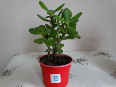 £6.49 • Buy Money Plant Jade Tree House Crassula Ovata 19 Cm Succulent Good Luck