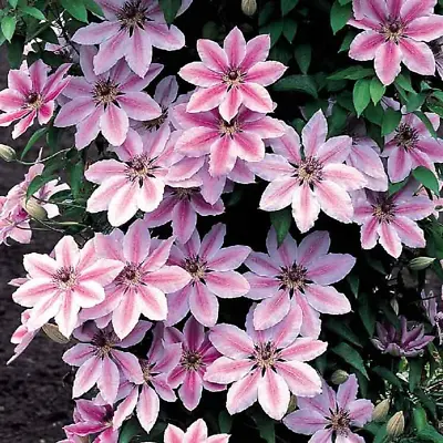 £11.99 • Buy Clematis 'Nelly Moser' Hardy Climber Plant Colourful Flowering Shrub | 9cm Pot