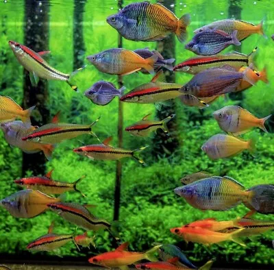 Stunning Rainbowfish Melanotaenia Boesemani  Community Aquarium Live Fish • £4.99