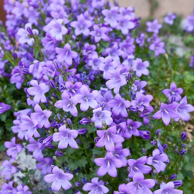 £24.99 • Buy Campanula Poscharskyana Hardy Perennial Trail Garden Plant 1 Or 2 X 1L Pot T&M