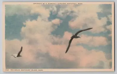 1920s Sea Gulls Nantucket Island MA Mass Marshall Gardiner Vintage Postcard 1022 • $6.85