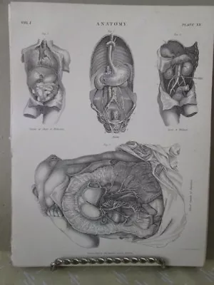 Vintage PrintANATOMYIntestinesEncycBritannica1889 • $15