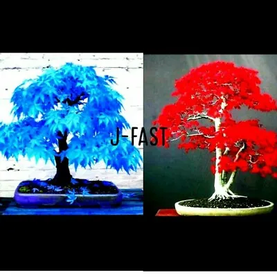 5 Seeds Japanese Maple Tree Sky Blue And 5 Seeds Red Maple Plant For Home Garden • £2.79
