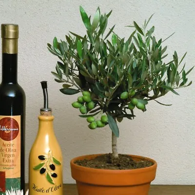 Self-Fertile Olive Tree (Standard) Fragrant Flowers 1x 2x 21cm Pot By T&M • £54.99