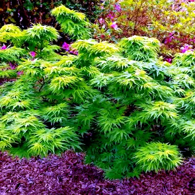 $9.95 • Buy 10  DWARF  Japanese Maple Tree Seeds (Mikawa Yatsubusa) UNIQUE Hemp Herb Bonsai 