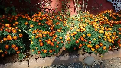 Marigold Seeds 300+ French Sparky Mix Flower Tagetes US FREE SHIPPING WILDFLOWER • $3