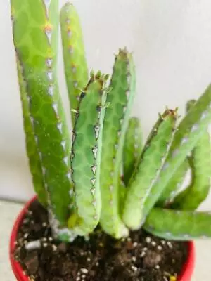 Euphorbia Heterochroma • $16.90