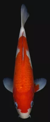 Live Koi Fish 9-10  Kohaku Male Koibay • $125