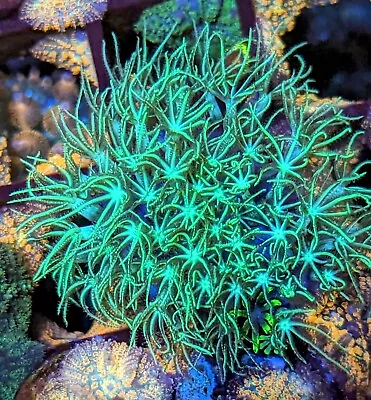 Green Star Polyp GSP Soft Coral Frag Beginner Live Marine Frags Corals  • £14.99