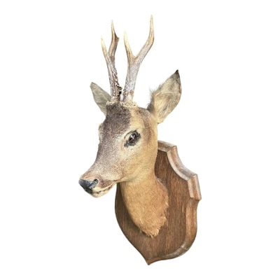 £89.99 • Buy French Vintage Taxidermy Mounted Roe Deer Head With Antlers, Roe Deer Head (B21)
