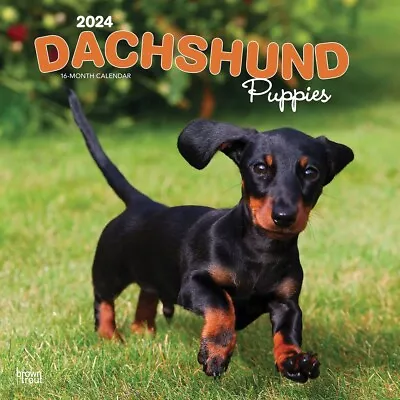 Dachshund Puppies Calendar 2024 - Dogs - Month To View • £8.48