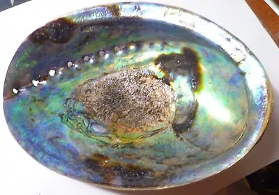 6.75  Paua Abalone SeaShell One Side Polished Natural Beach Craft Smudge • $16.99