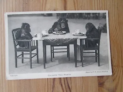 Postcard Of Chimps Tea Party (Zoological Society Of London) Unposted • £3.99